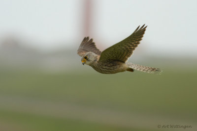 Falco Tinnunculus / Torenvalk / Kestrel