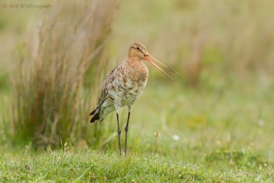 Limosa limosa / Grutto / Black-tailed Godwit