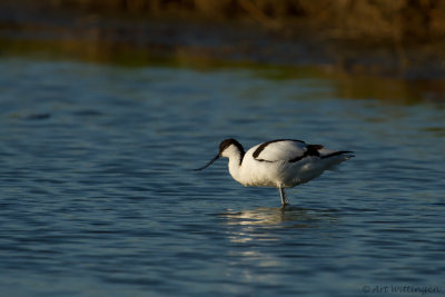 Recurvirostra avosetta / Kluut / Pied Avocet 