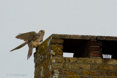 Falco Tinnunculus / Torenvalk / Kestrel