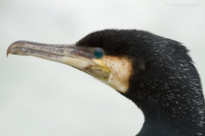 Aalscholver / Great Cormorant