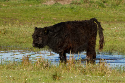 Galloway rund / Galloway cattle