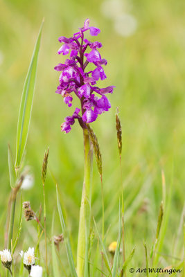 Breedbladige orchis