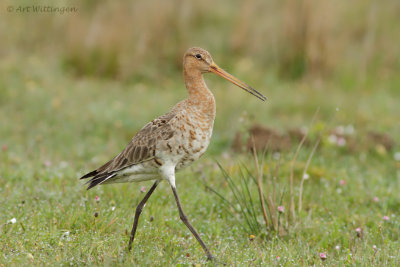 Limosa limosa / Grutto / Black-tailed Godwit