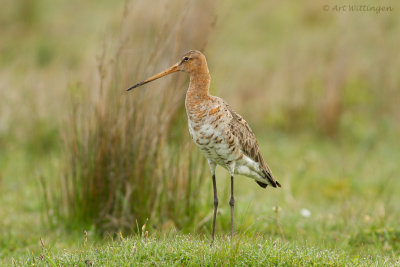 Limosa limosa / Grutto / Black-tailed Godwit