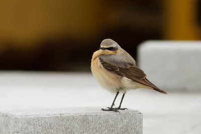 Oenanthe oenanthe / Tapuit / Northern Wheatear