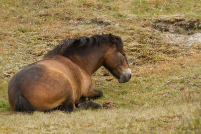 Equus ferus caballus / Exmoor pony