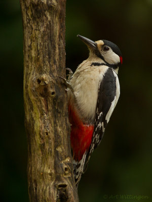 Dendrocopos Major / Grote Bonte Specht / Great Spotted Woodpecker