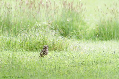 Athene noctua / Steenuil / Little owl