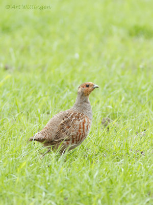 Perdix perdix / Patrijs / Grey Partridge