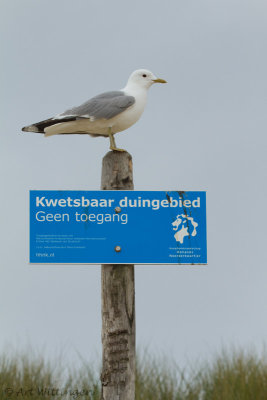 Larus Canus / Stormmeeuw / Common gull