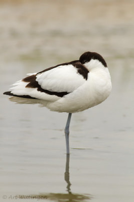 Recurvirostra avosetta / Kluut / Pied Avocet 
