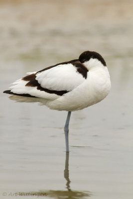 Recurvirostra avosetta / Kluut / Pied Avocet