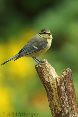 Cyanistes caeruleus / Pimpelmees / Blue Tit