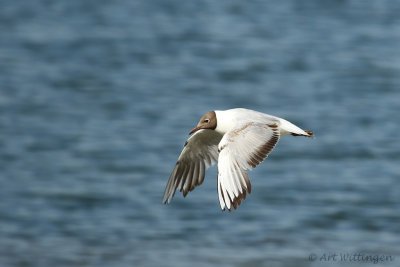 Chroicocephalus ridibundus / Kokmeeuw / Black headed Gull