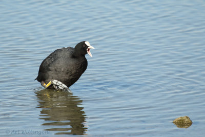 Fulica Atra / Meerkoet / Eurasian Coot