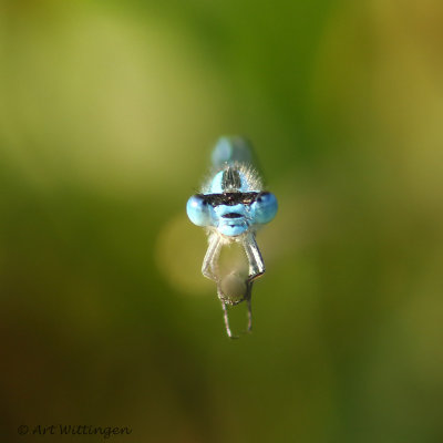 Enallagma cyathigerum / Watersnuffel / Common blue damselfly