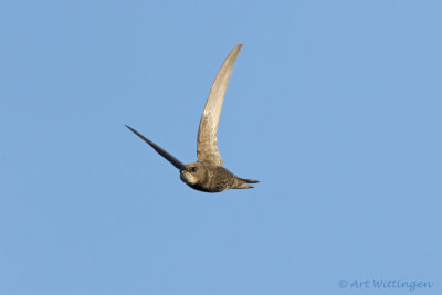 Apus apus / Gierzwaluw / Common swift 