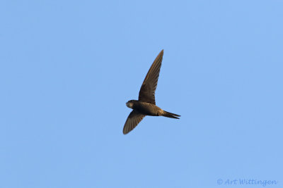 Apus apus / Gierzwaluw / Common swift 