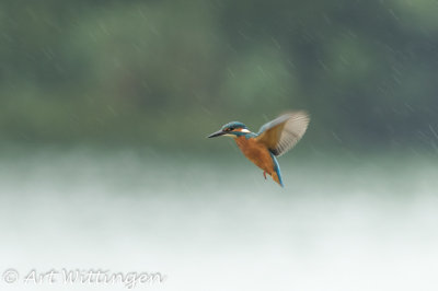 Alcedo atthis / IJsvogel / Kingfisher