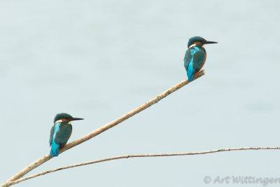 Alcedo atthis / IJsvogel / Kingfisher