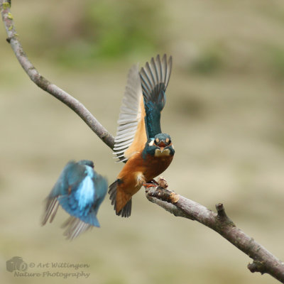 Alcedo atthis / IJsvogel / Kingfisher