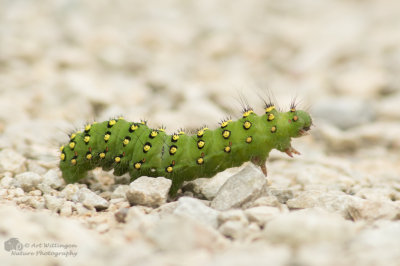 Saturnia pavonia / Nachtpauwoog / Small Emperor Moth 