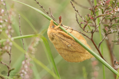 Euthrix potatoria / Rietvink / The Drinker 