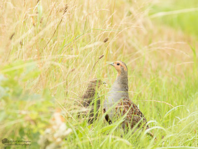 Perdix perdix / Patrijs / Grey Partridge