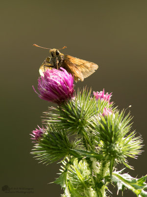 Ochlodes venata / Groot dikkopje / Large skip