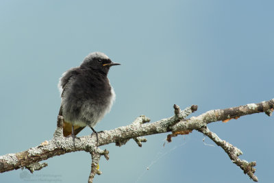 Phoenicurus ochruros / Zwarte Roodstaart / Black Redstart