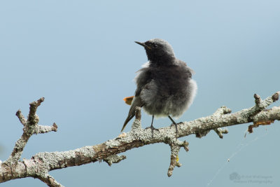 Phoenicurus ochruros / Zwarte Roodstaart / Black Redstart