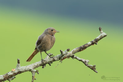 Phoenicurus ochruros / Zwarte Roodstaart / Black Redstart