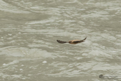 Ptyonoprogne rupestris / Rotszwaluw / Crag Martin