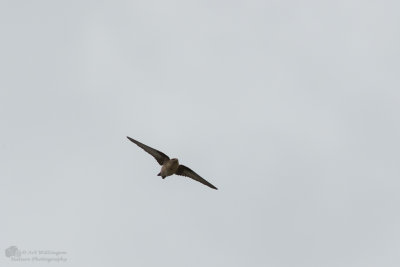 Ptyonoprogne rupestris / Rotszwaluw / Crag Martin