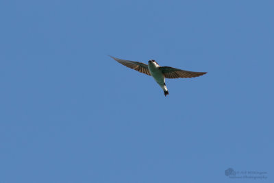 Delichon urbica / Huiszwaluw / House Martin