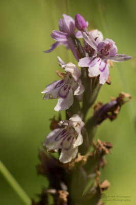 Dactylorhiza fuchsii / Bosorchis / Common Spotted orchid