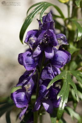 Aconitum napellus / Blauwe Monnikskap