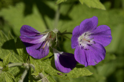 Geranium pratense / Beemdooievaarsbek