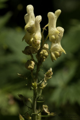 Aconitum lycoctonum / Gele Monnikskap