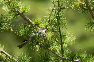 Periparus ater / Zwarte Mees / Coal Tit