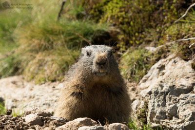 Marmota marmota / Alpenmarmot / Alpine marmot