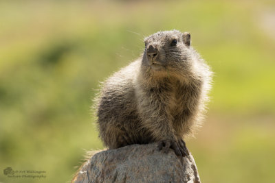 Alpenmarmot / Alpine marmot