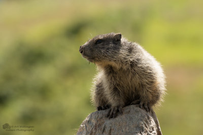 Marmota marmota / Alpenmarmot / Alpine marmot