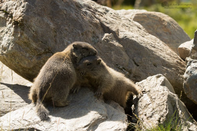 Marmota marmota / Alpenmarmot / Alpine marmot