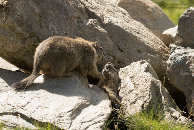 Marmota marmota / Alpenmarmot / Alpine marmot