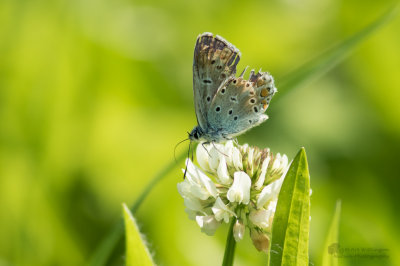 Icarusblauwtje / Common Blue / Polyommatus icarus