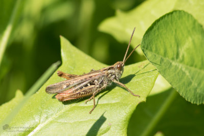 Chorthippus biguttulus  / Ratelaar / Bow-winged grasshopper
