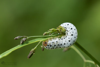 Allantus scrophulariae / Helmkruidbladwesp 