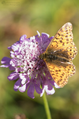 Herdersparelmoervlinder/ Shepherd's Fritillary